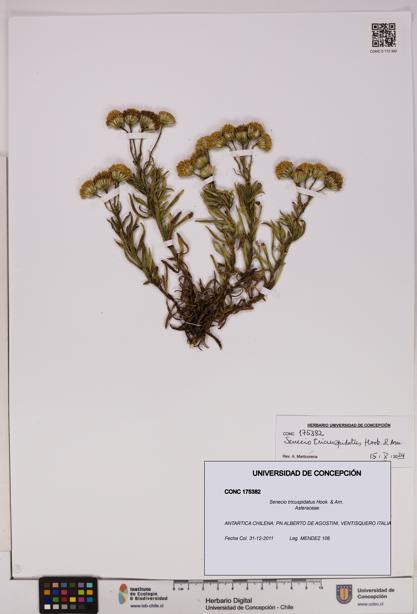 Senecio tricuspidatus [Espécimen: UDEC:CONC:0175382]
