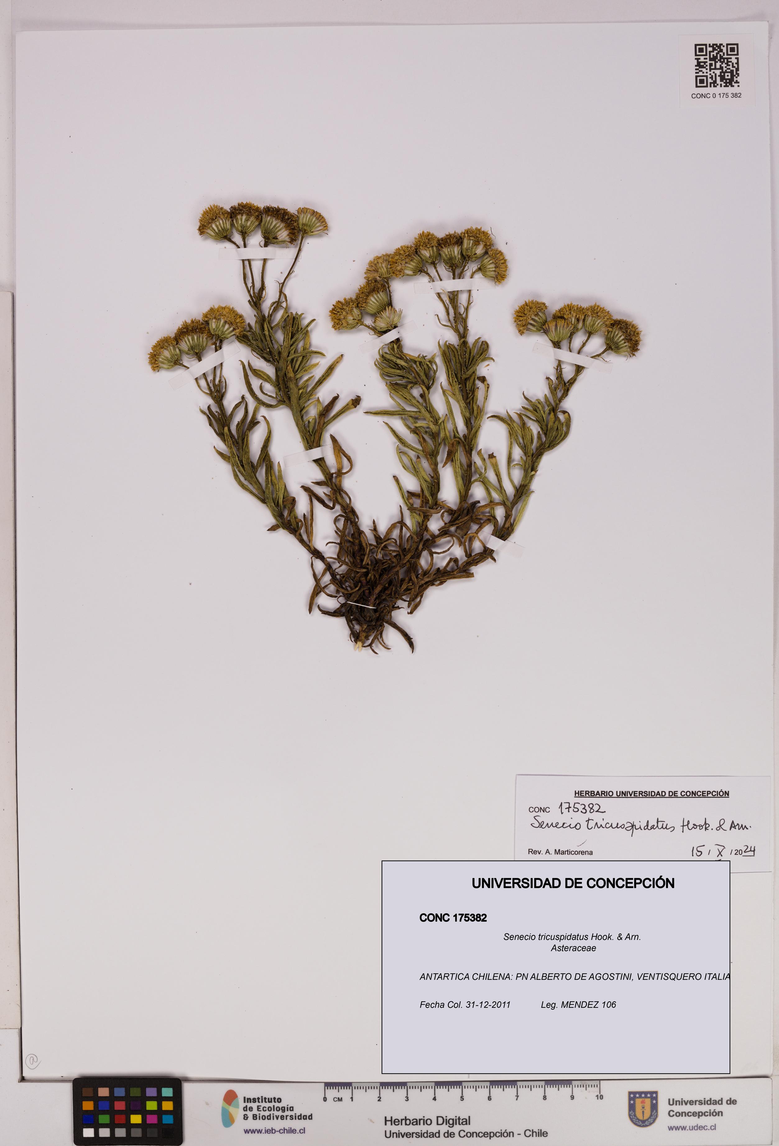 Senecio tricuspidatus [Espécimen: UDEC:CONC:0175382]