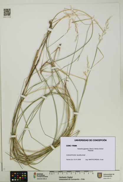 Nassella gigantea [Espécimen: UDEC:CONC:0175384]