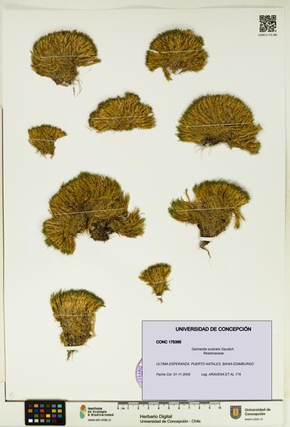 Gaimardia australis [Espécimen: UDEC:CONC:0175395]