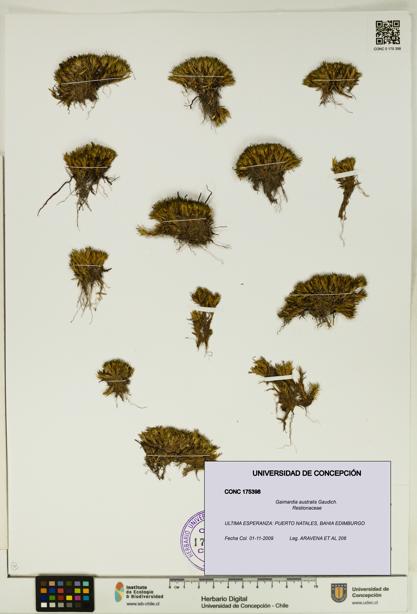 Gaimardia australis [Espécimen: UDEC:CONC:0175398]