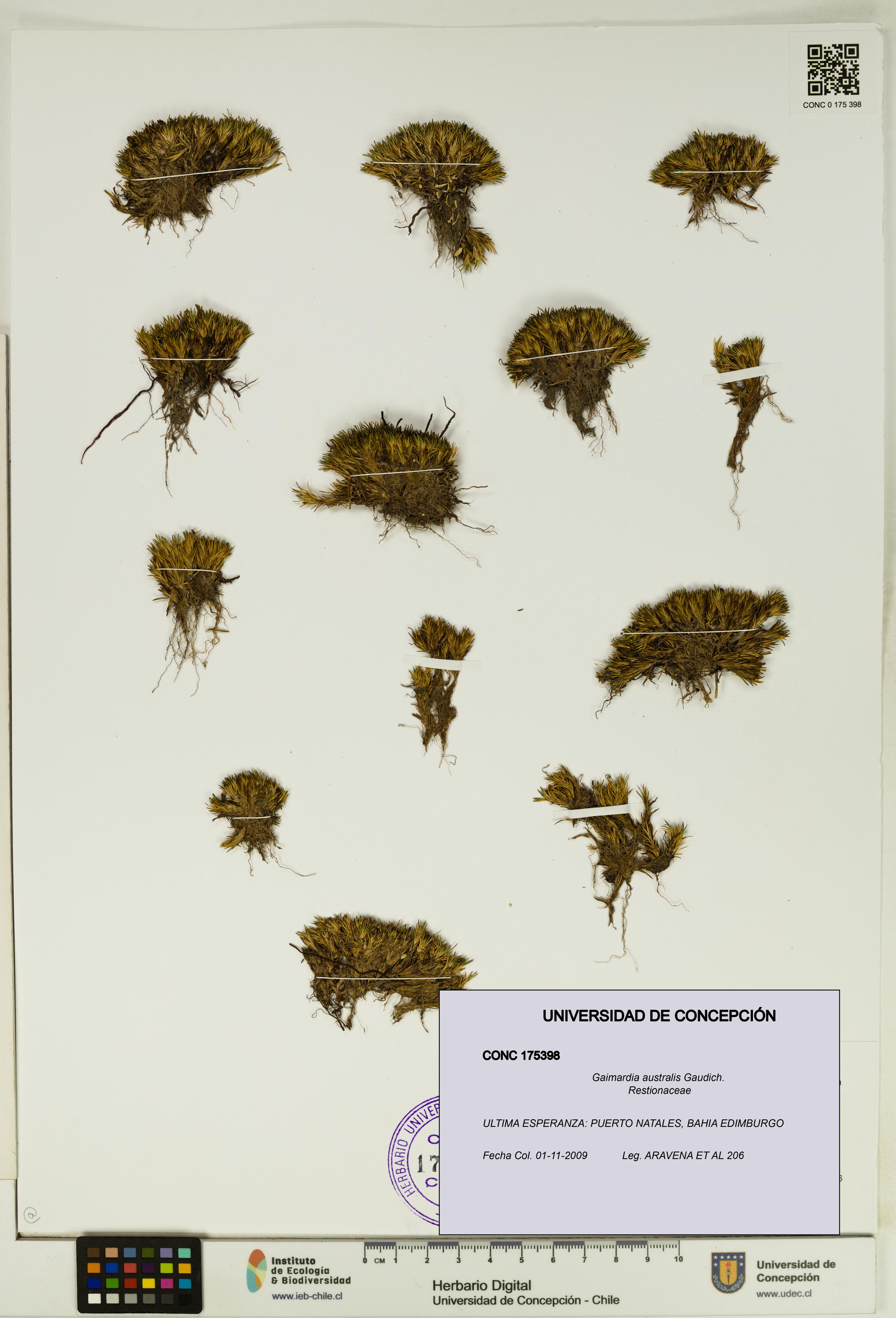 Gaimardia australis [Espécimen: UDEC:CONC:0175398]
