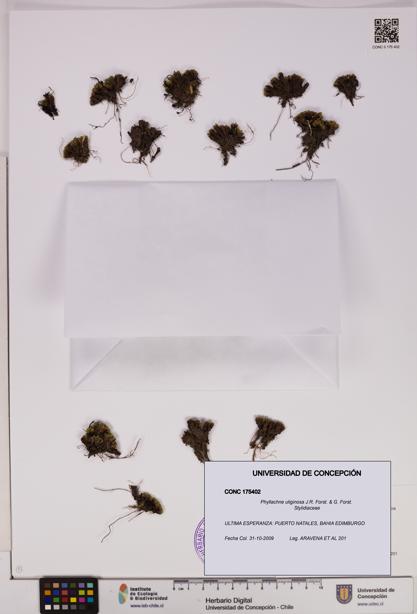 Phyllachne uliginosa [Espécimen: UDEC:CONC:0175402]
