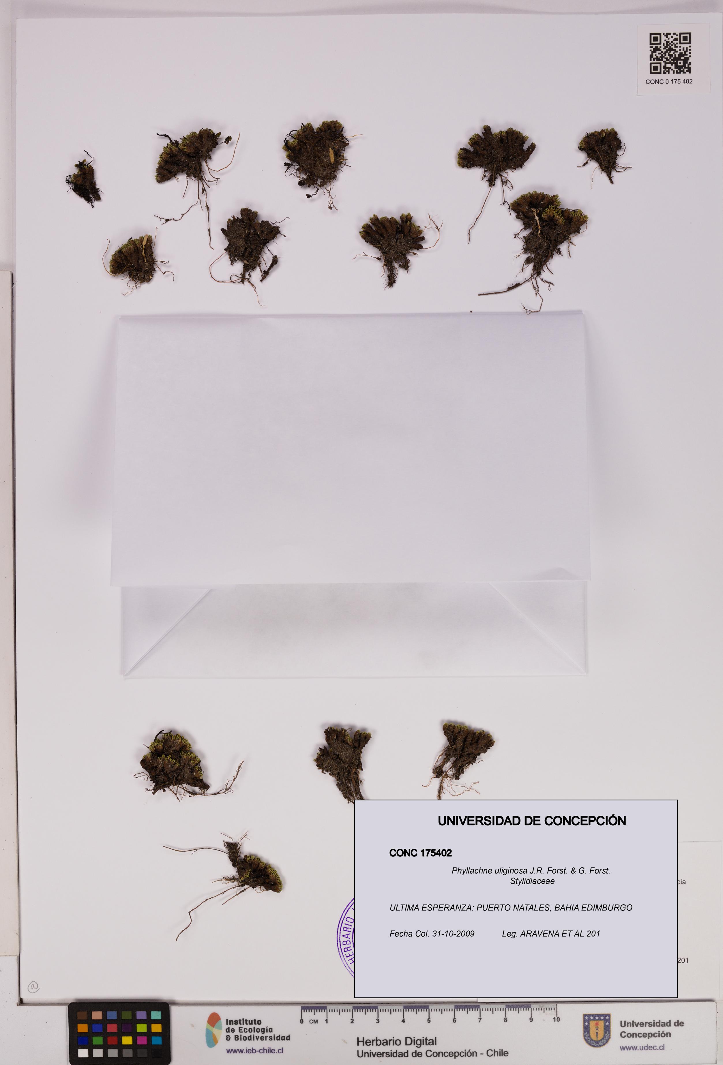 Phyllachne uliginosa [Espécimen: UDEC:CONC:0175402]