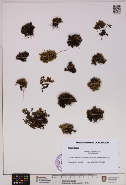 Drapetes muscosus [Espécimen: UDEC:CONC:0175404]