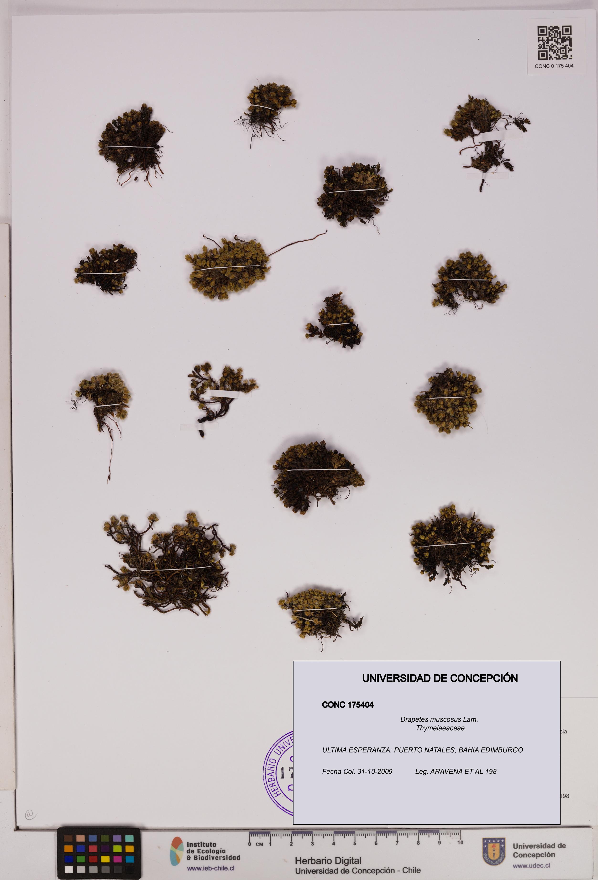 Drapetes muscosus [Espécimen: UDEC:CONC:0175404]