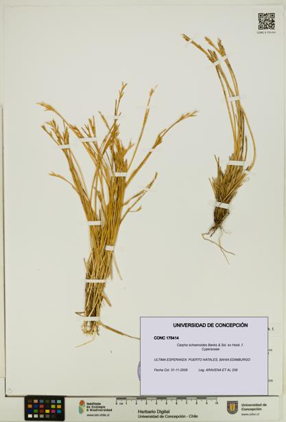 Carpha schoenoides [Espécimen: UDEC:CONC:0175414]