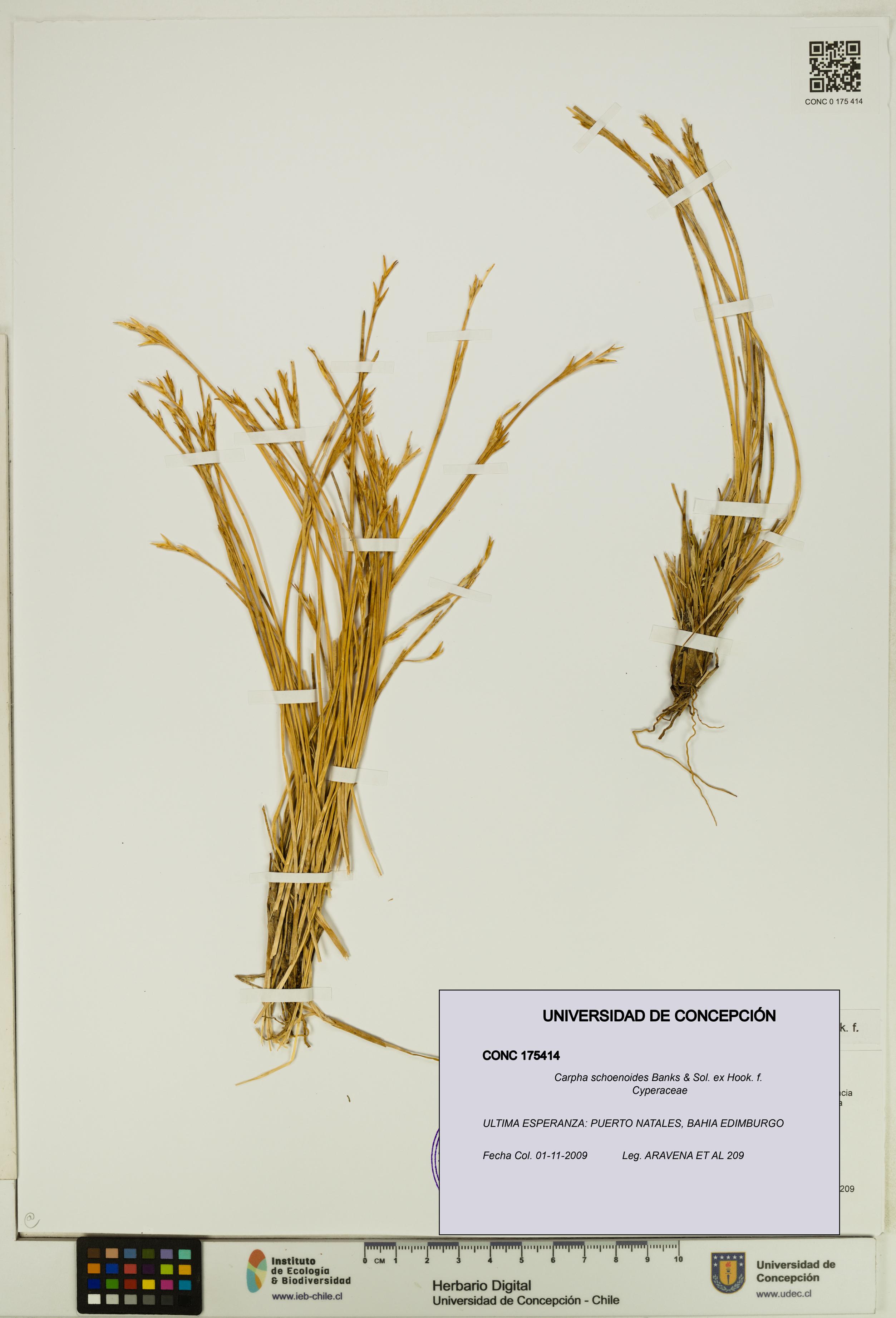 Carpha schoenoides [Espécimen: UDEC:CONC:0175414]