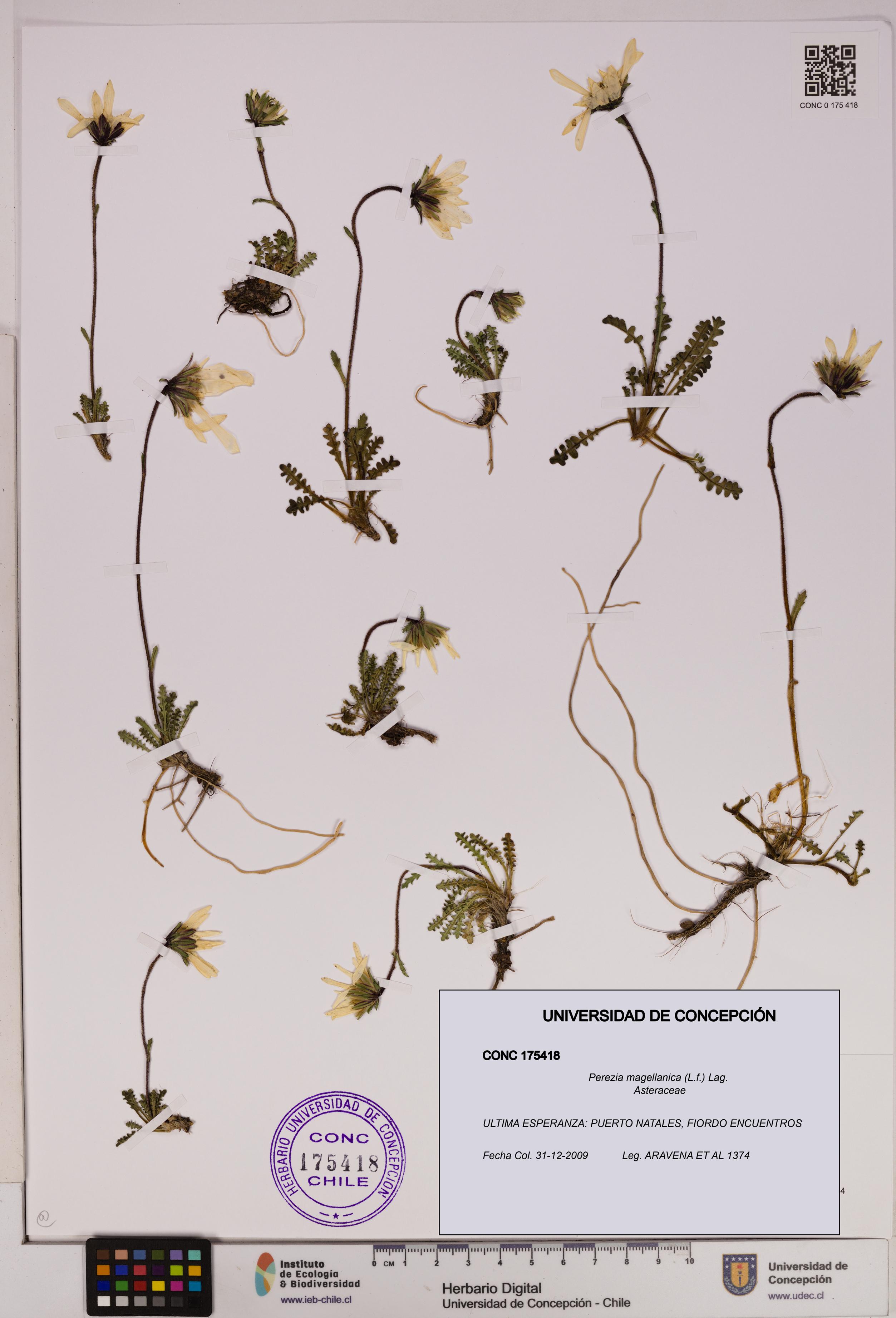 Perezia magellanica [Espécimen: UDEC:CONC:0175418]