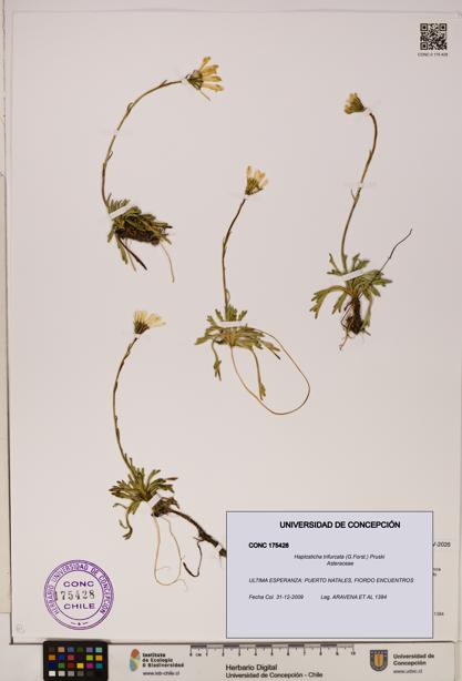 Haplosticha trifurcata [Espécimen: UDEC:CONC:0175428]