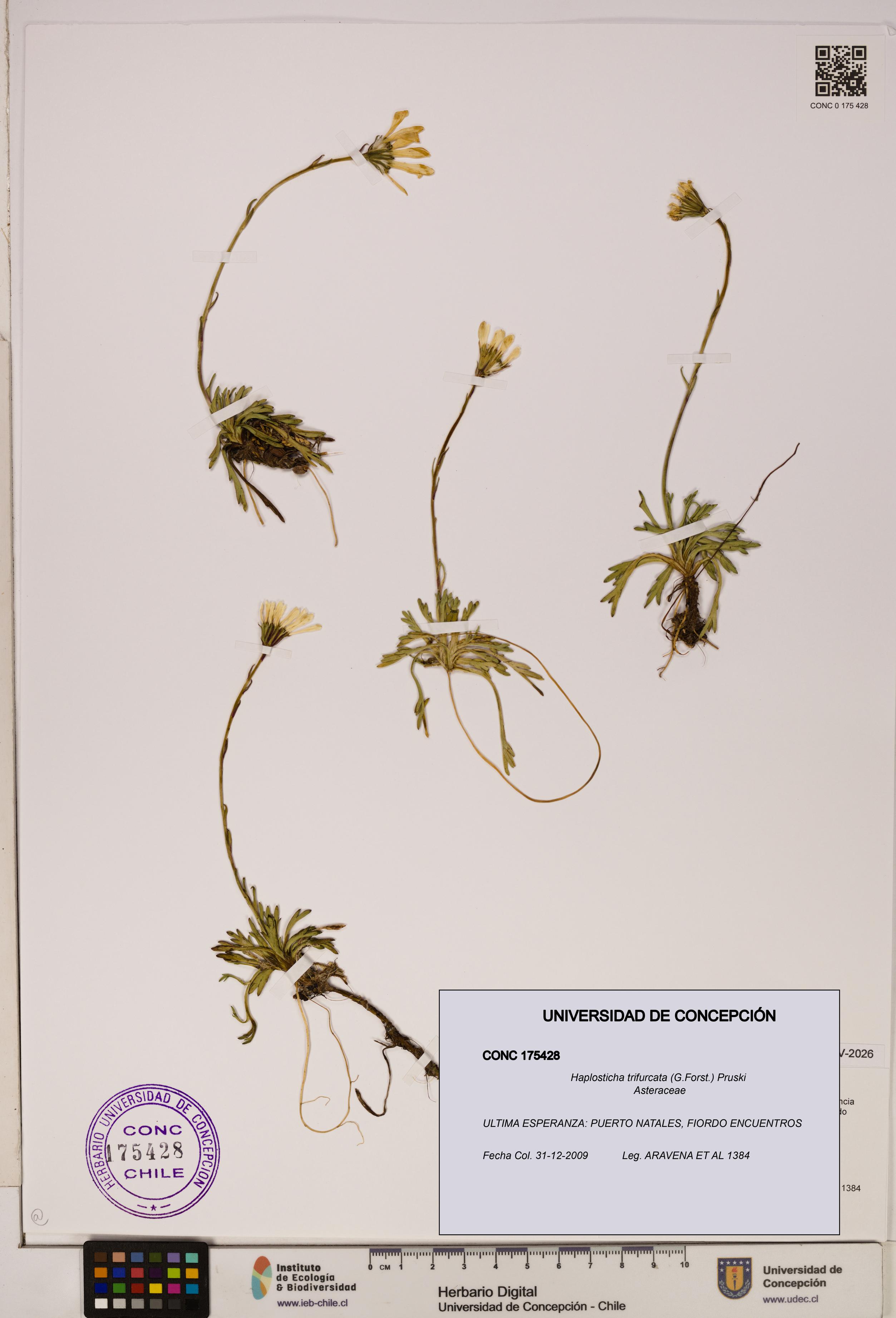 Haplosticha trifurcata [Espécimen: UDEC:CONC:0175428]