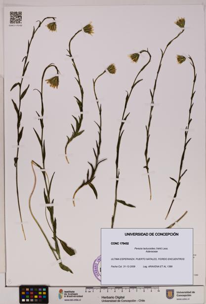 Perezia lactucoides [Espécimen: UDEC:CONC:0175432]