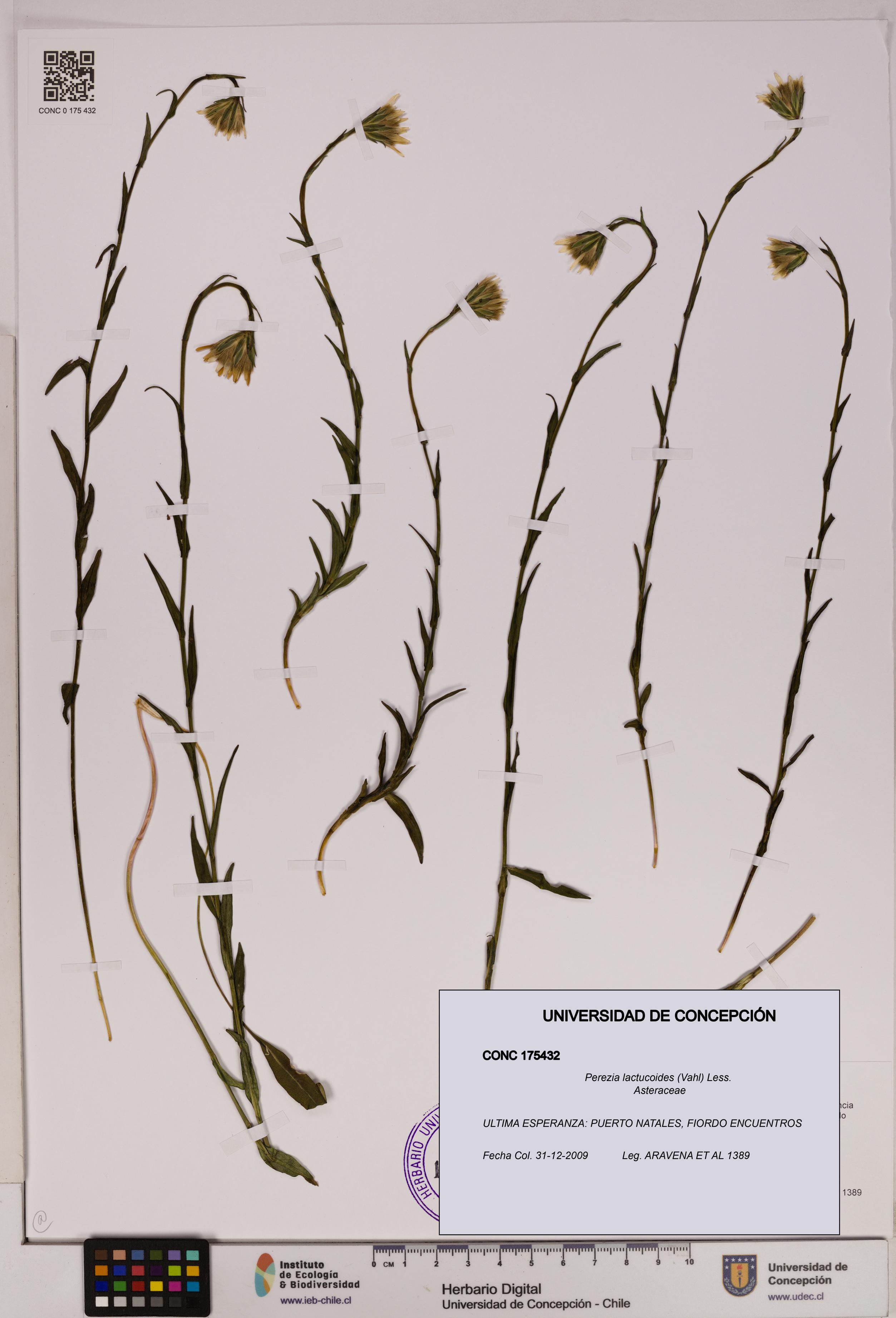 Perezia lactucoides [Espécimen: UDEC:CONC:0175432]
