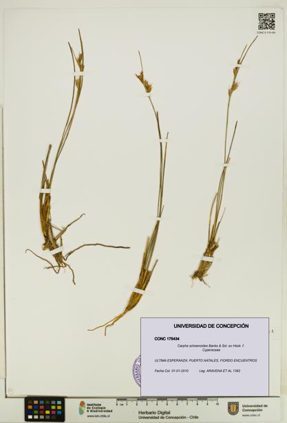 Carpha schoenoides [Espécimen: UDEC:CONC:0175434]