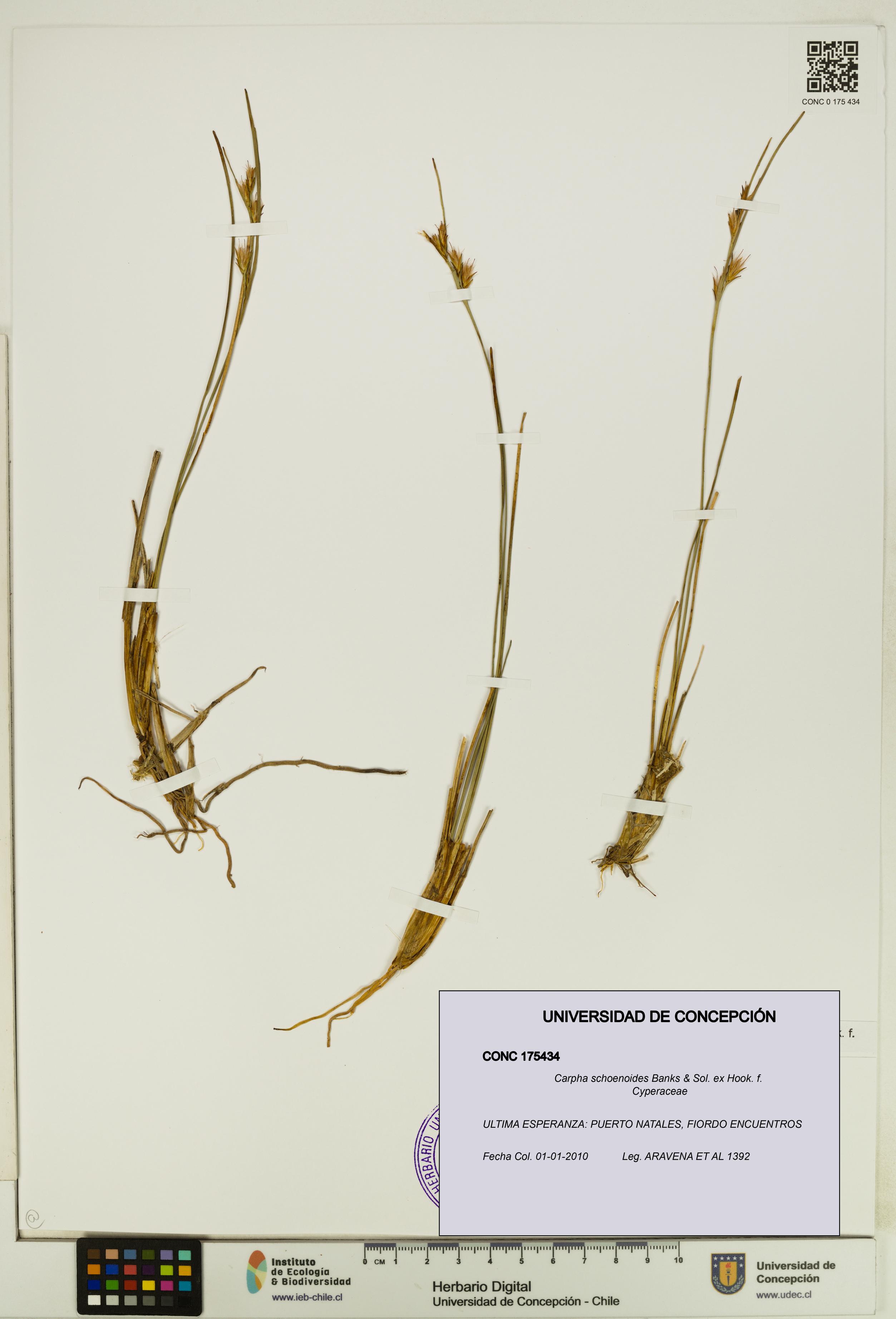 Carpha schoenoides [Espécimen: UDEC:CONC:0175434]