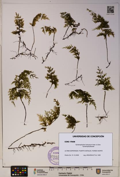 Hymenophyllum tortuosum [Espécimen: ]