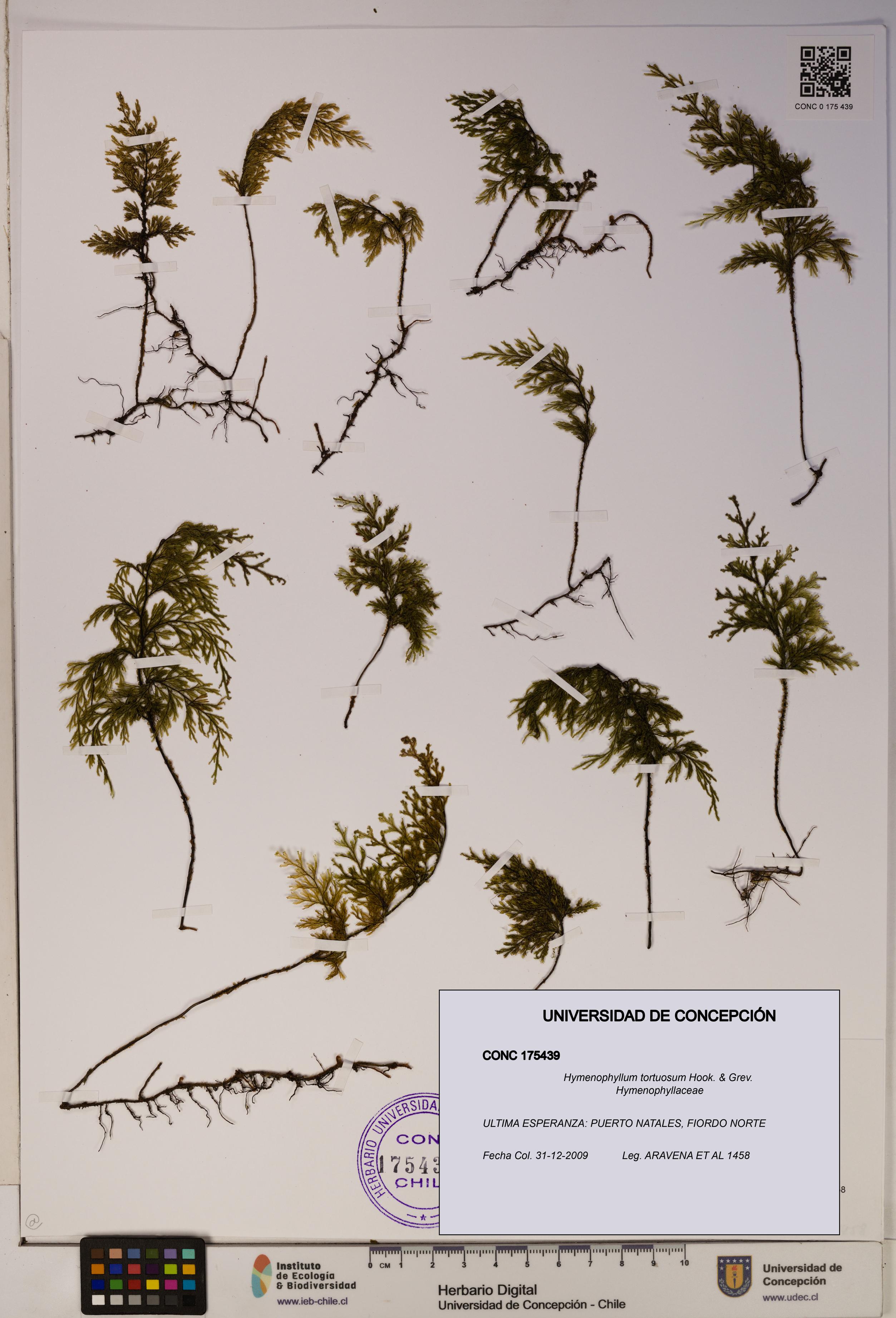 Hymenophyllum tortuosum [Espécimen: ]