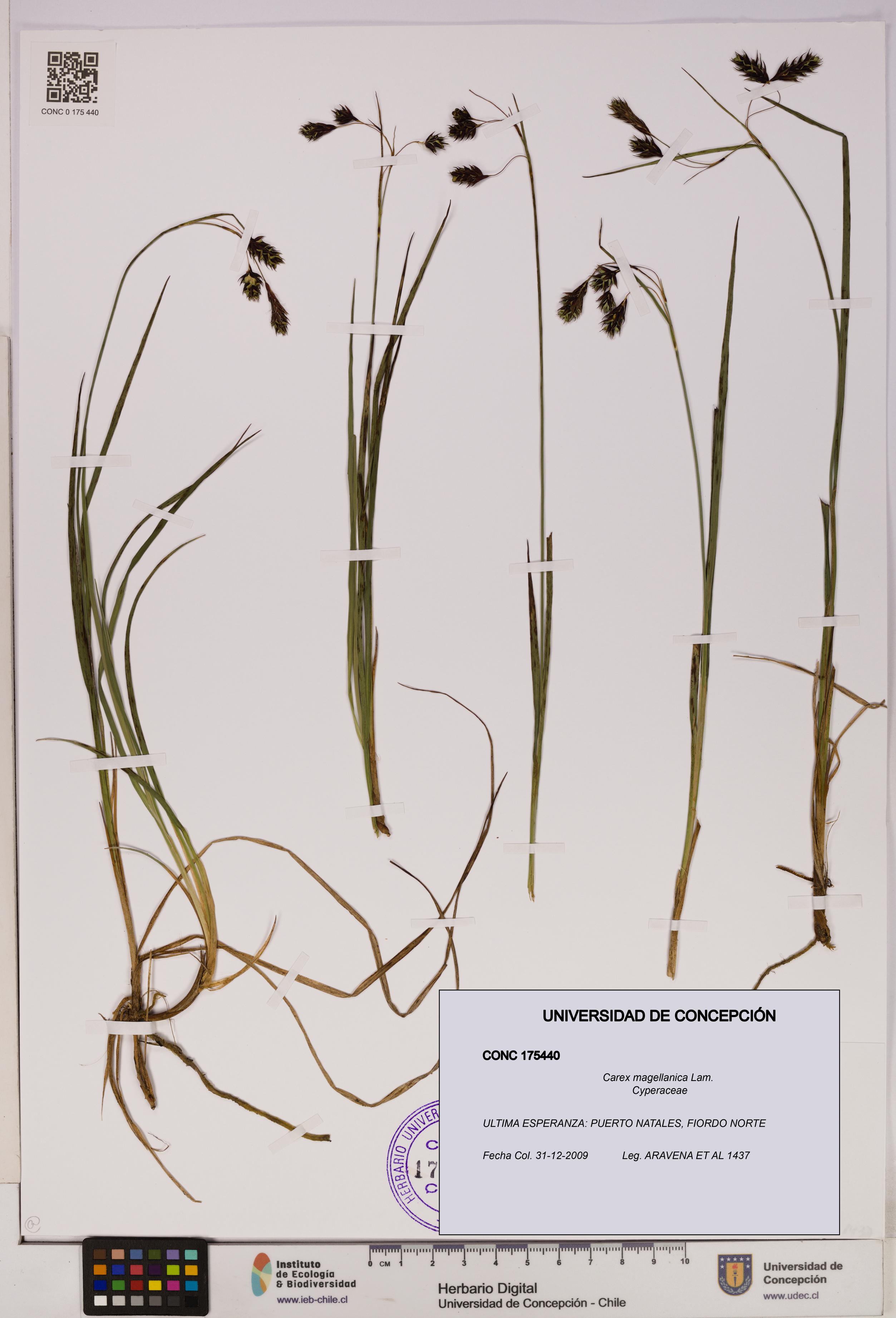 Carex magellanica [Espécimen: UDEC:CONC:0175440]