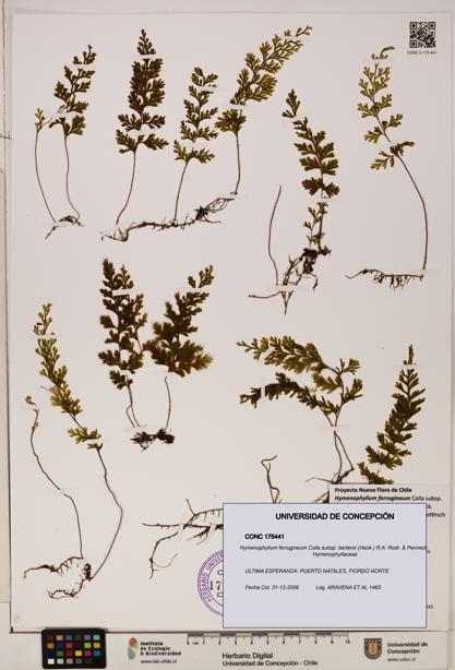 Hymenophyllum ferrugineum [Espécimen: UDEC:CONC:0175441]