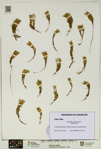 Gaimardia australis [Espécimen: UDEC:CONC:0175442]