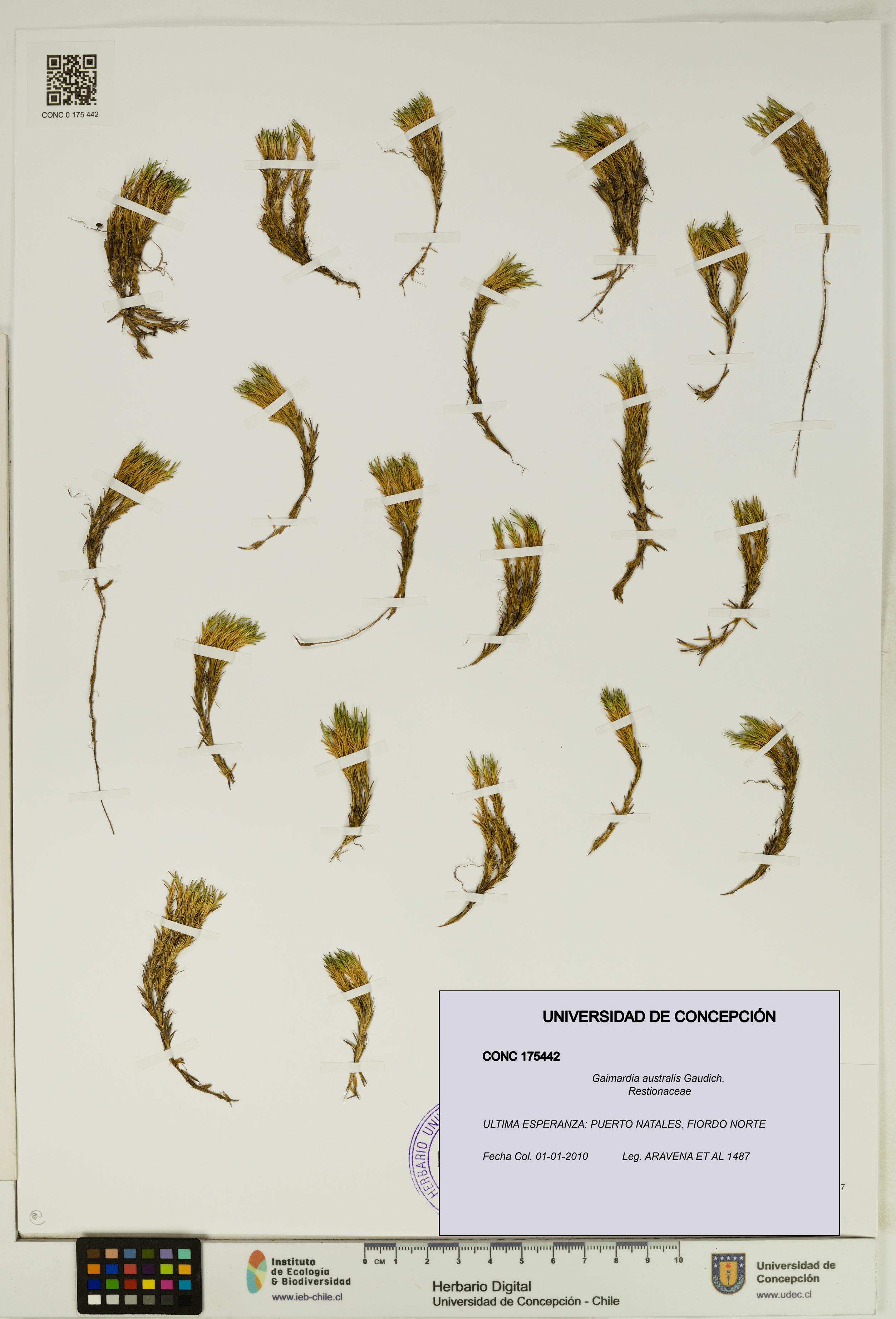Gaimardia australis [Espécimen: UDEC:CONC:0175442]