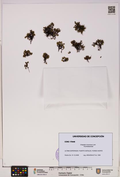 Drapetes muscosus [Espécimen: UDEC:CONC:0175448]