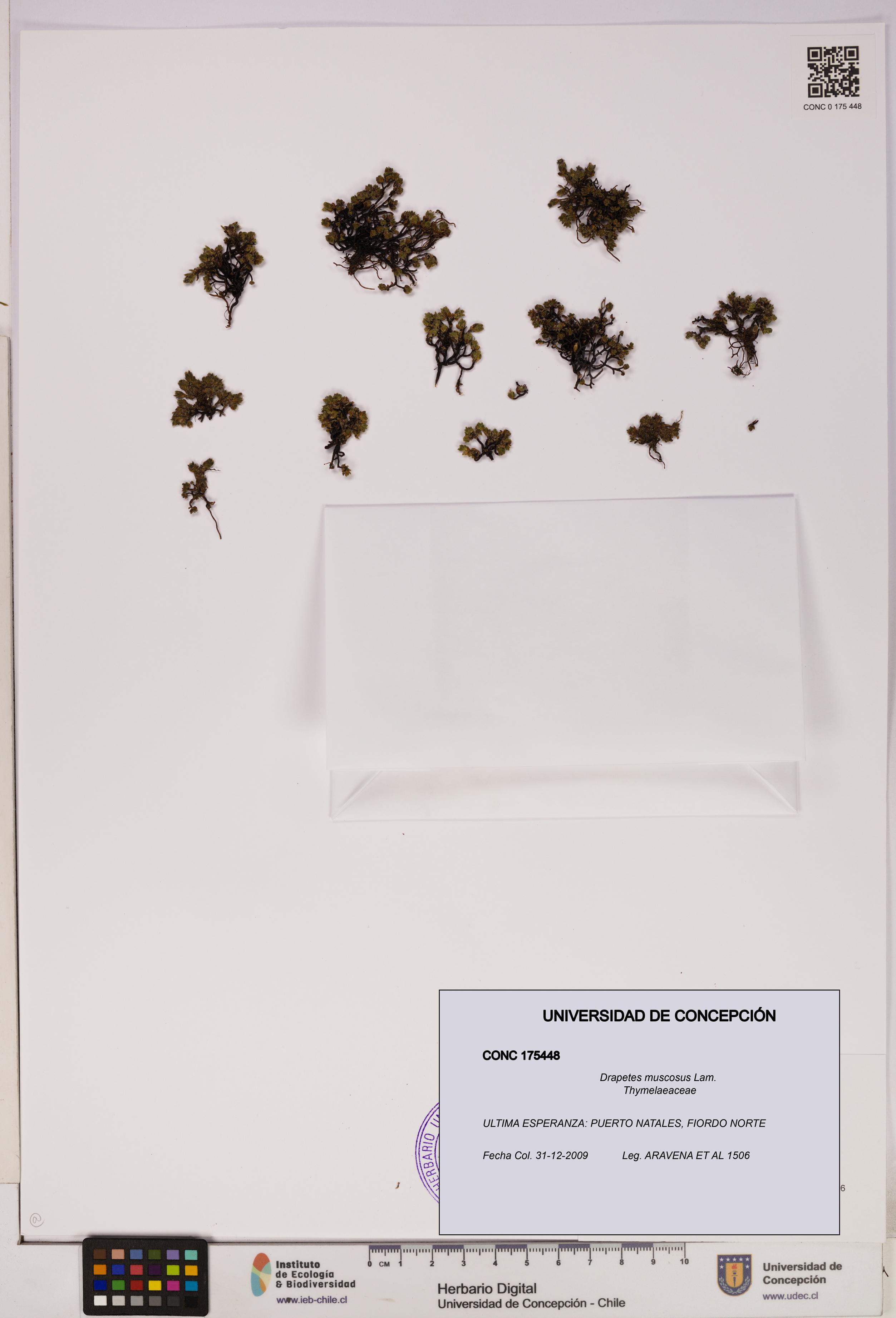 Drapetes muscosus [Espécimen: UDEC:CONC:0175448]