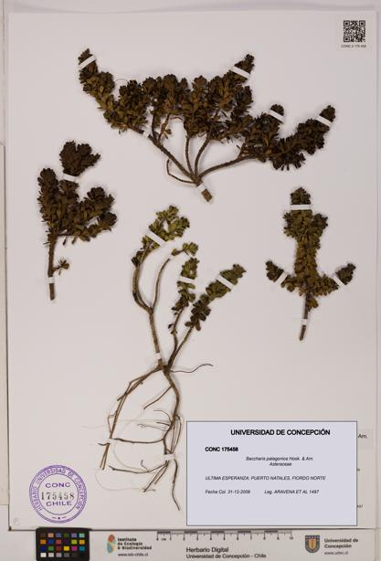 Baccharis patagonica [Espécimen: UDEC:CONC:0175458]
