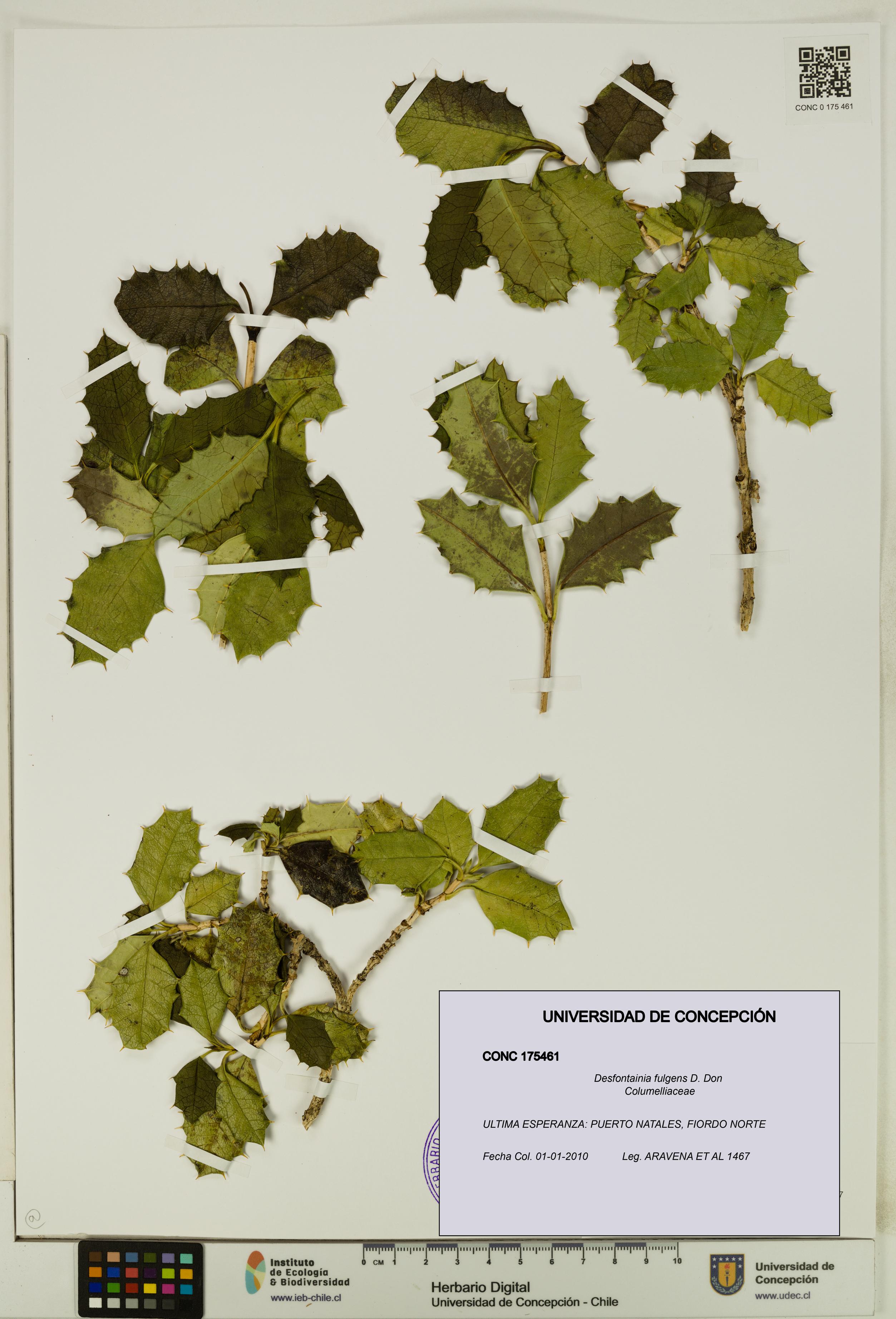 Desfontainia fulgens [Espécimen: UDEC:CONC:0175461]