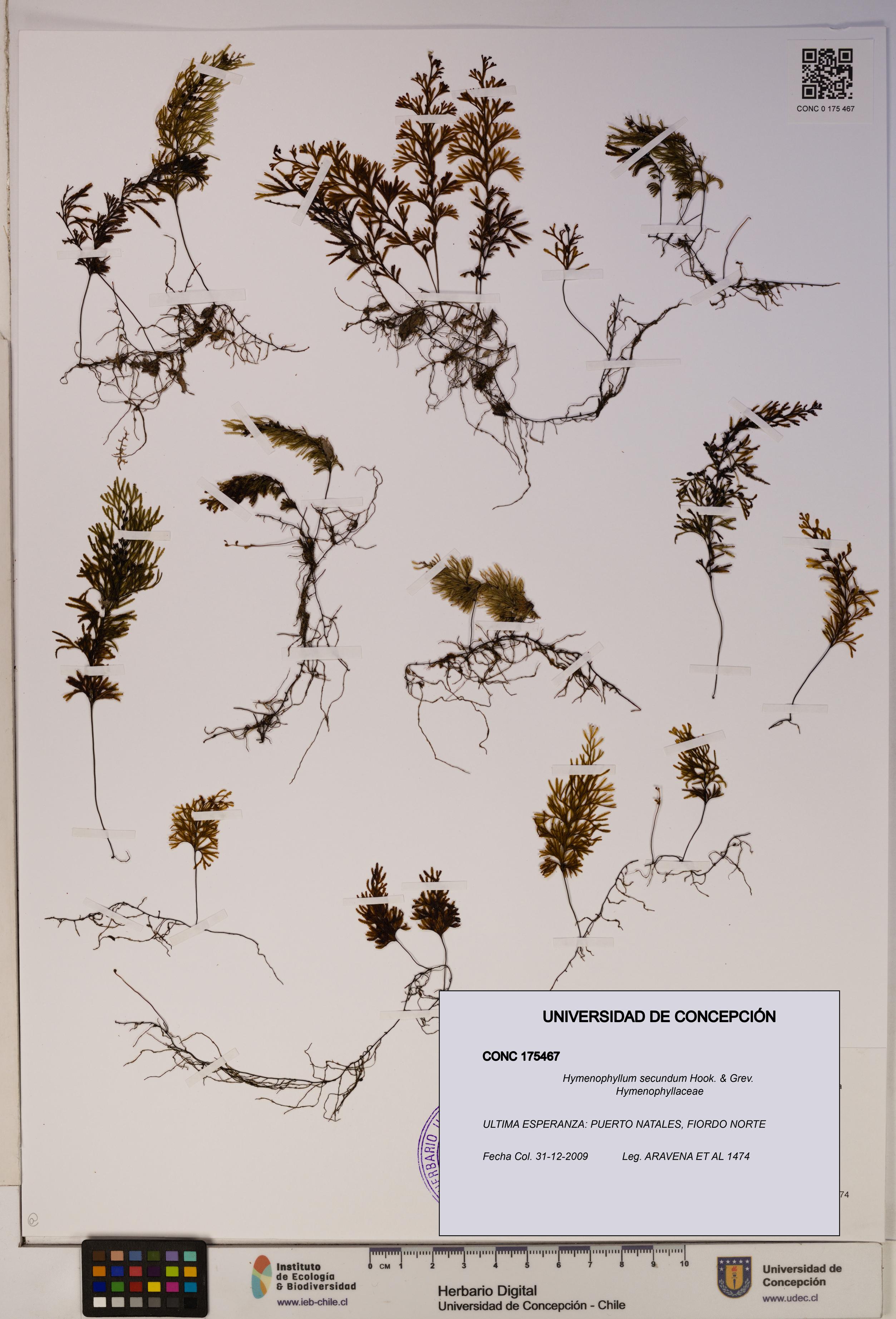 Hymenophyllum secundum [Espécimen: ]