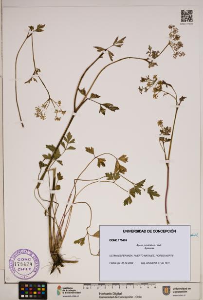 Apium prostratum [Espécimen: ]
