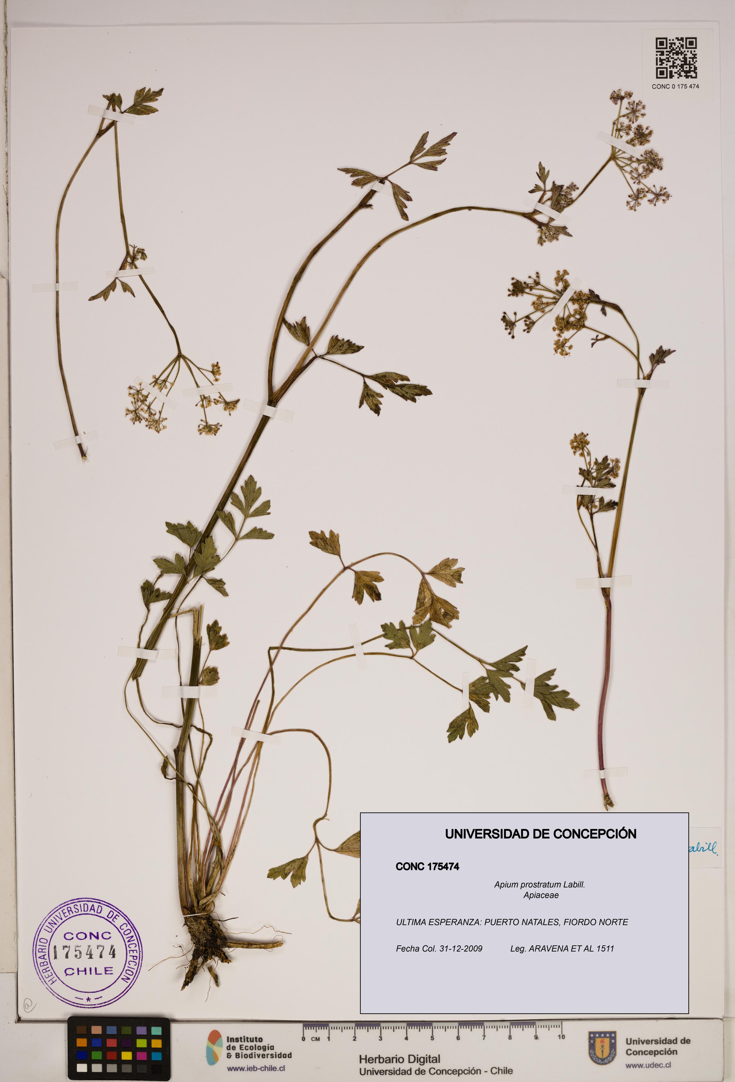 Apium prostratum [Espécimen: ]