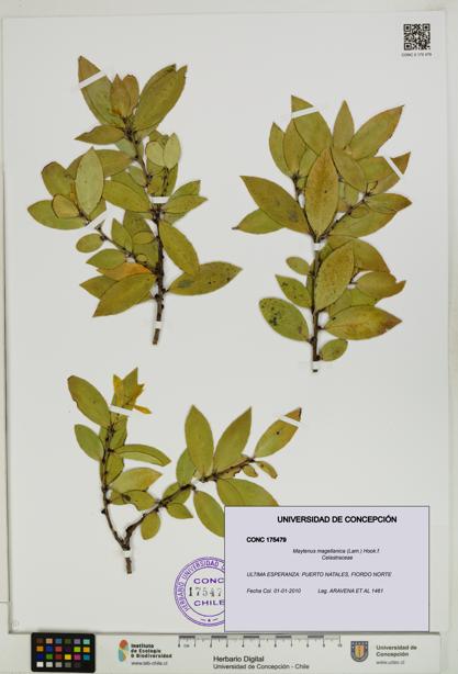 Maytenus magellanica [Espécimen: UDEC:CONC:0175479]