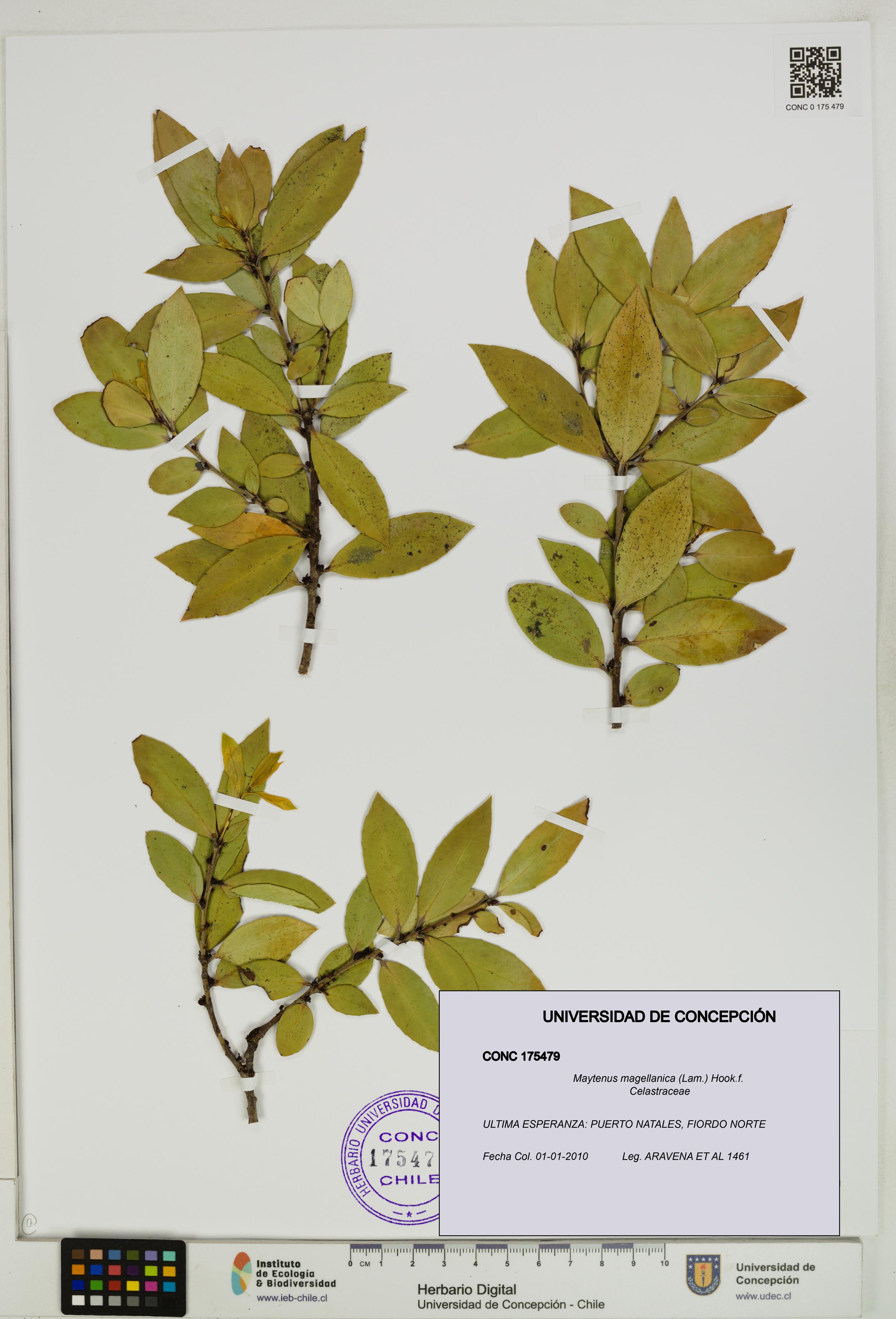 Maytenus magellanica [Espécimen: UDEC:CONC:0175479]