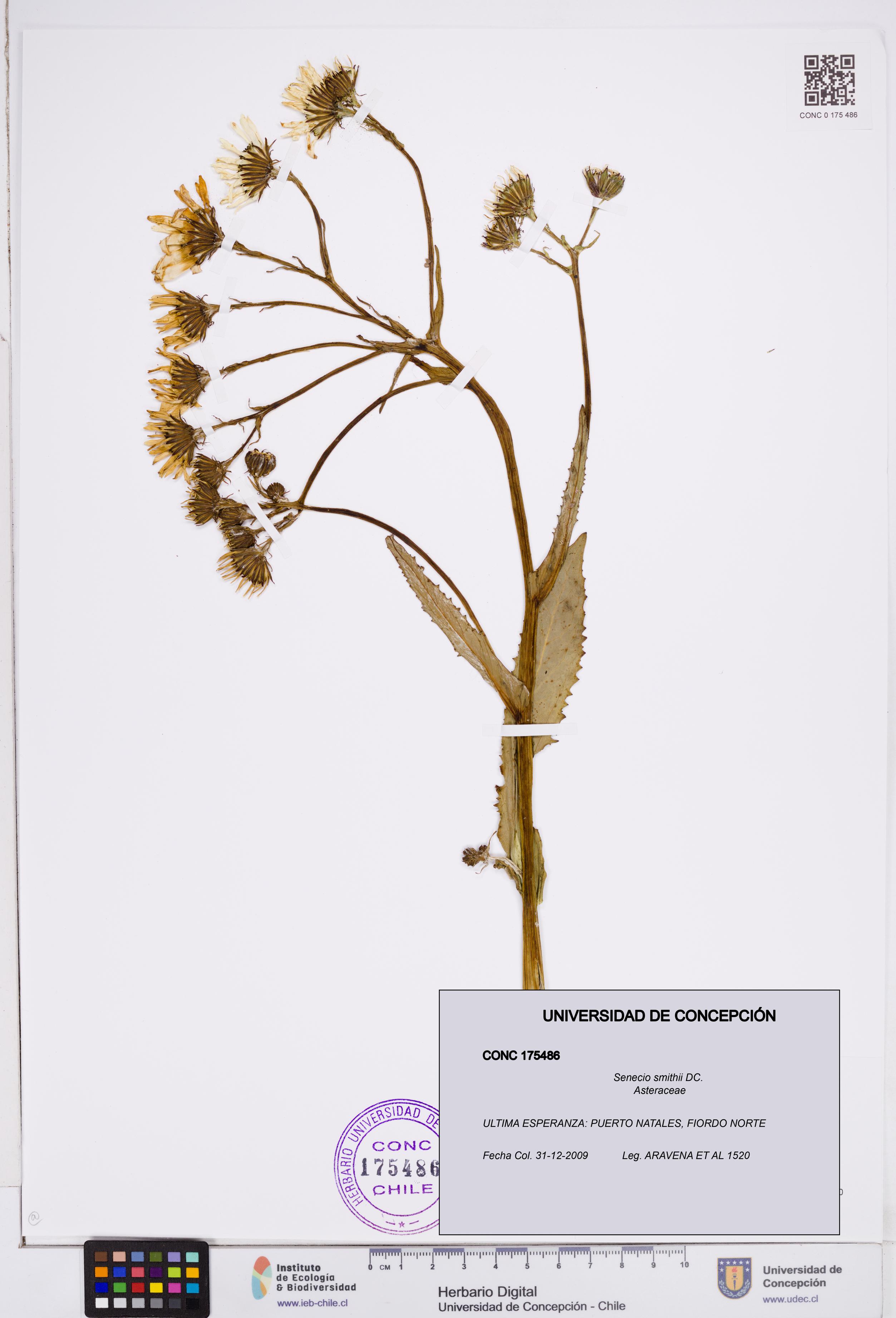 Senecio smithii [Espécimen: ]