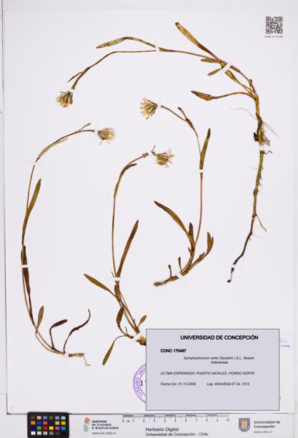 Symphyotrichum vahlii [Espécimen: ]