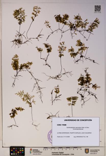 Hymenophyllum secundum [Espécimen: ]