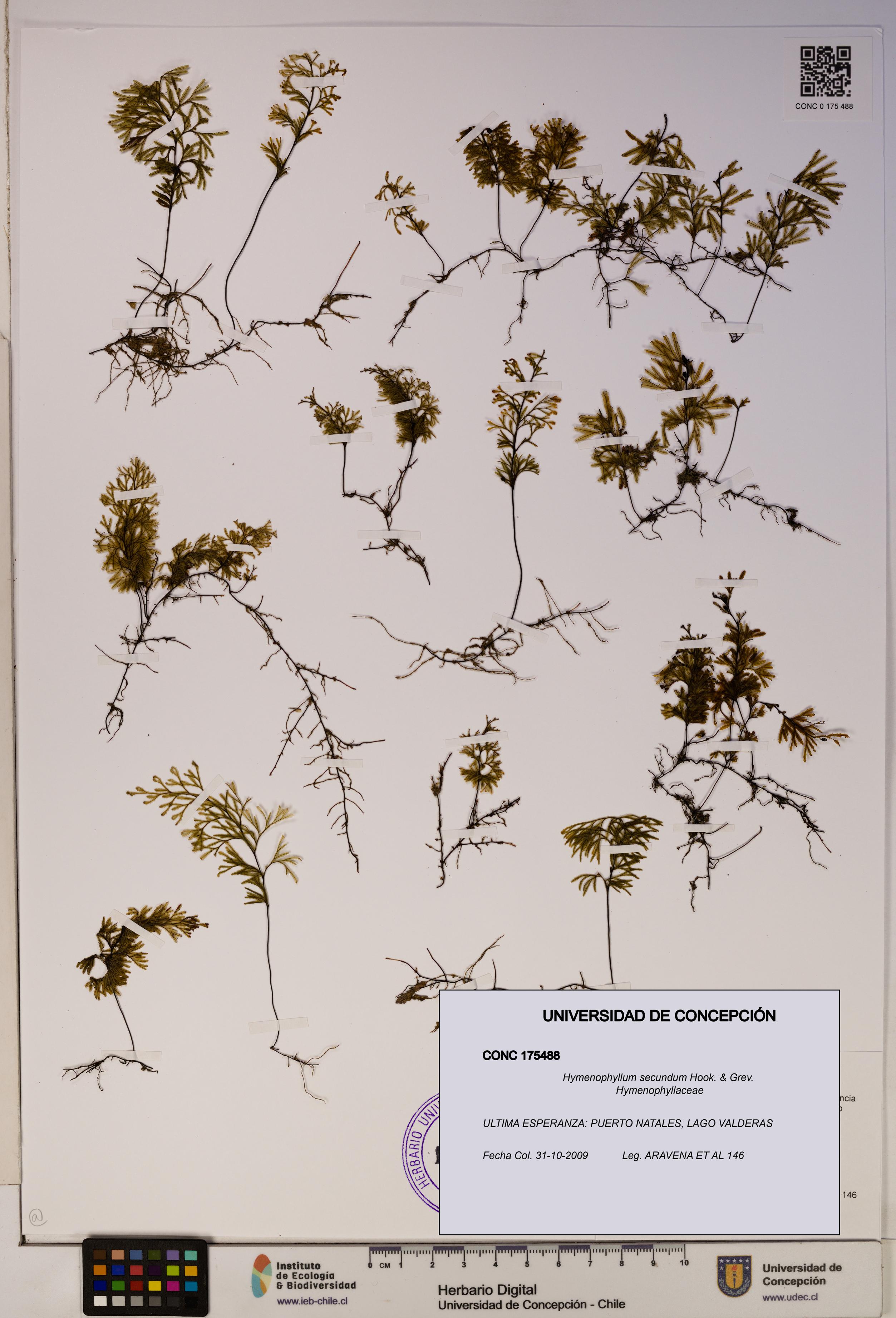 Hymenophyllum secundum [Espécimen: ]