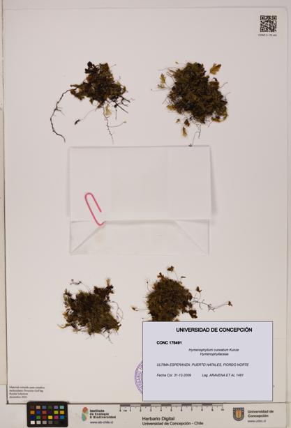 Hymenophyllum cuneatum [Espécimen: UDEC:CONC:0175491]