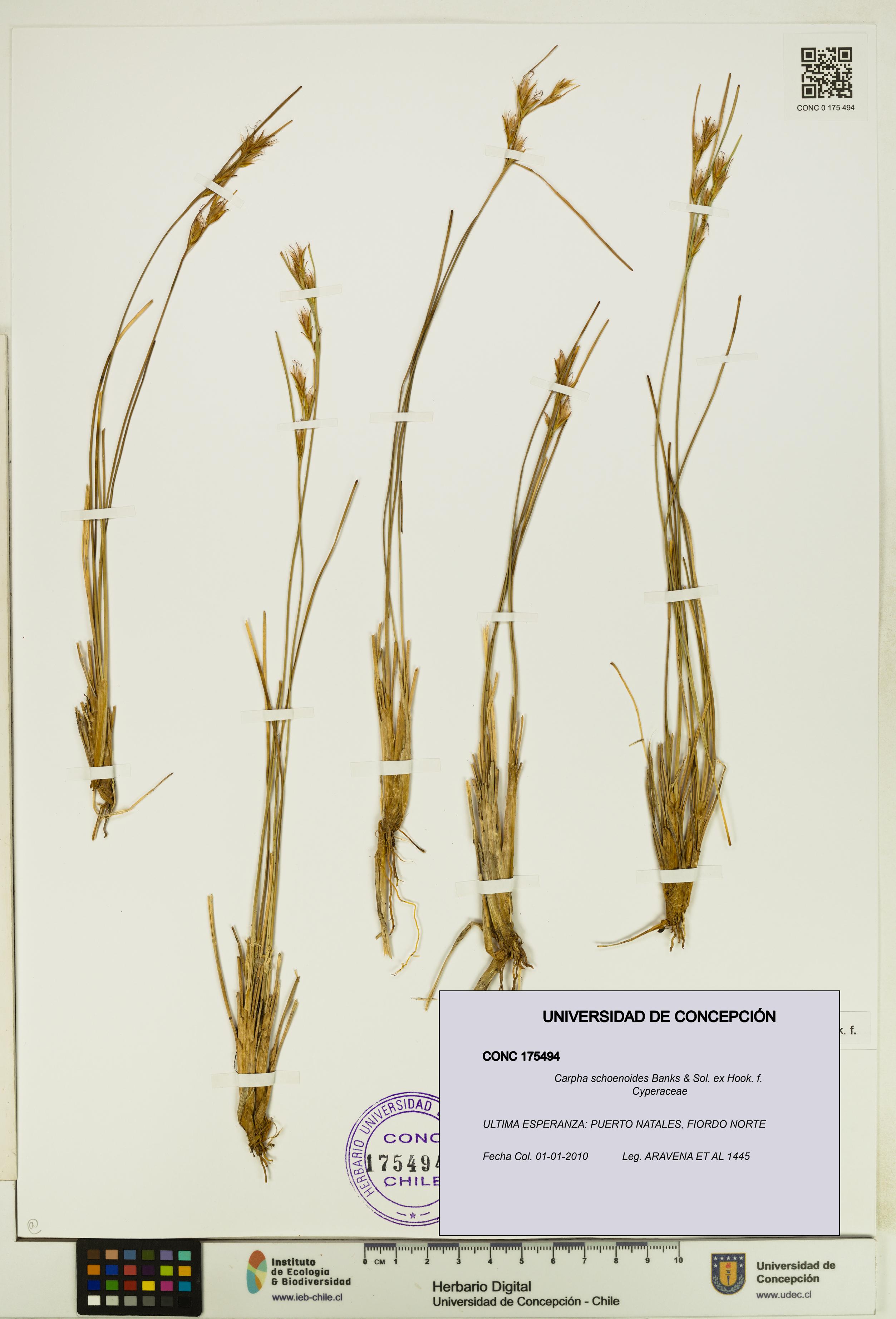 Carpha schoenoides [Espécimen: UDEC:CONC:0175494]