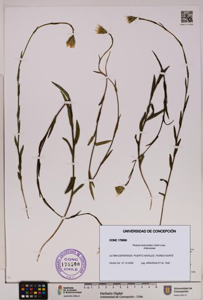 Perezia lactucoides [Espécimen: UDEC:CONC:0175500]