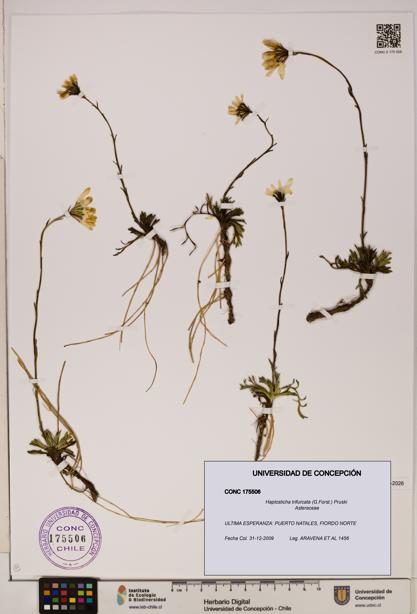 Haplosticha trifurcata [Espécimen: UDEC:CONC:0175506]