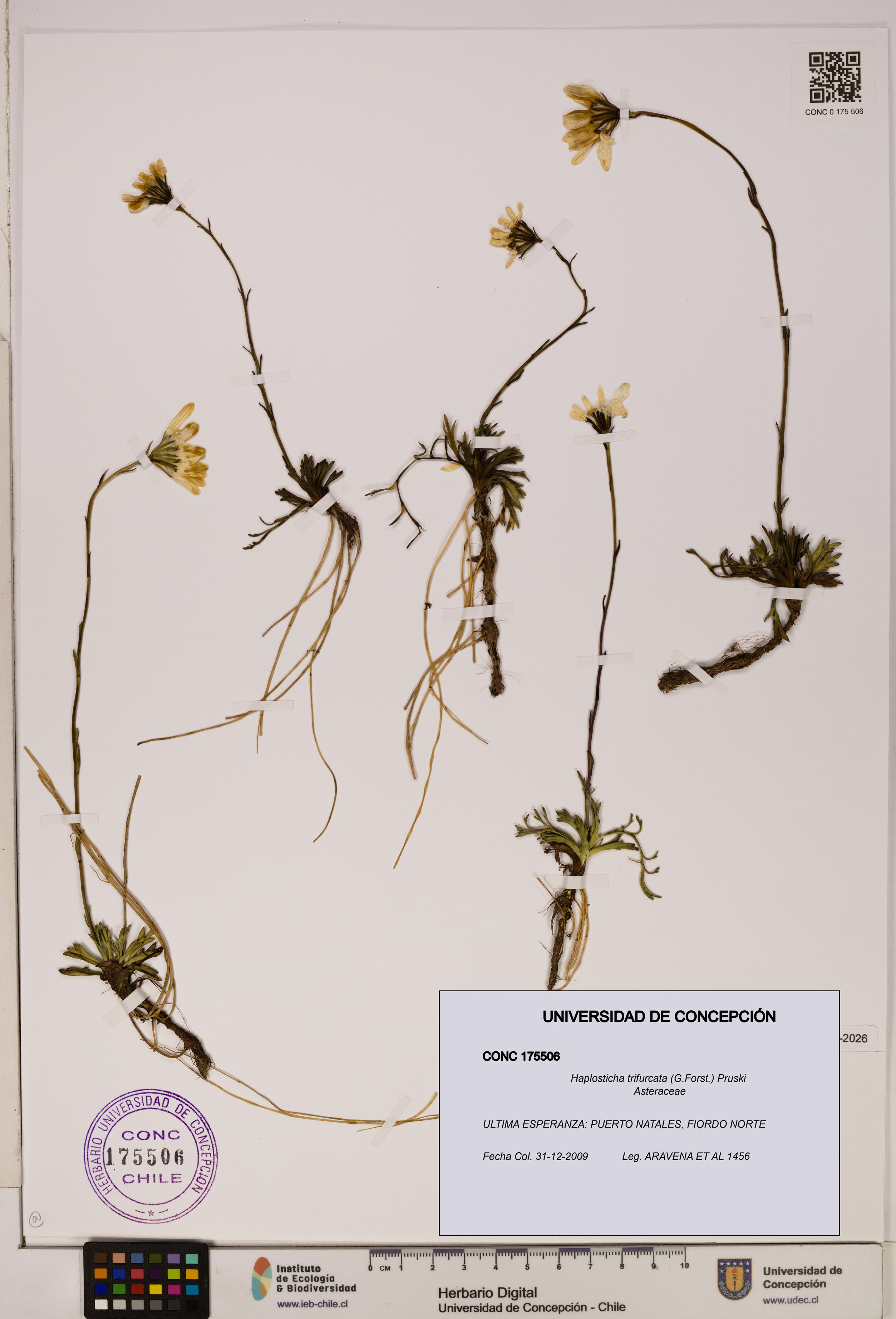 Haplosticha trifurcata [Espécimen: UDEC:CONC:0175506]