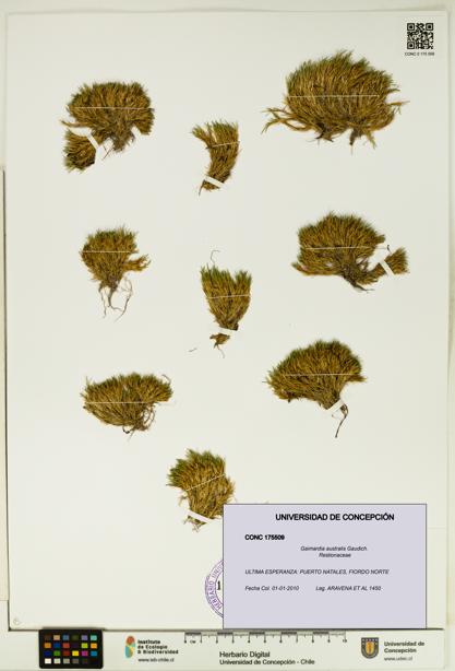 Gaimardia australis [Espécimen: UDEC:CONC:0175509]