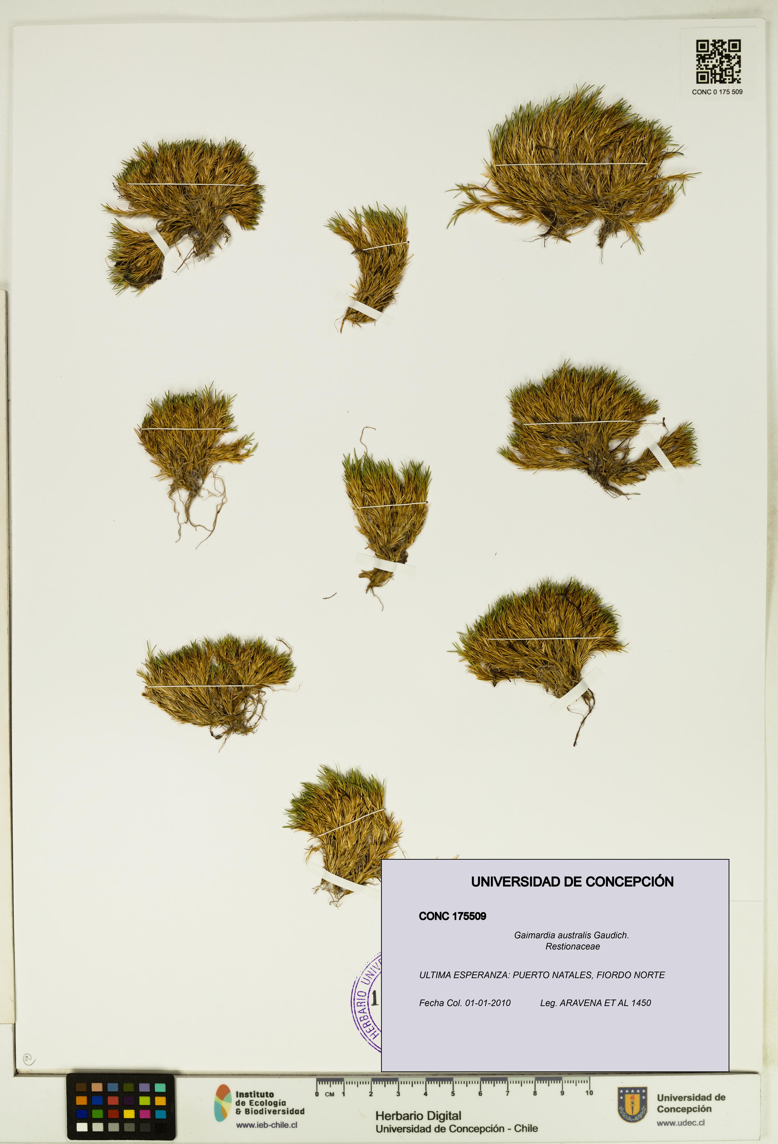 Gaimardia australis [Espécimen: UDEC:CONC:0175509]