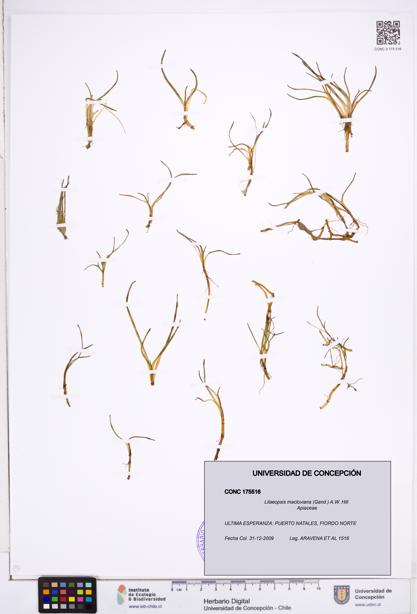 Lilaeopsis macloviana [Espécimen: ]