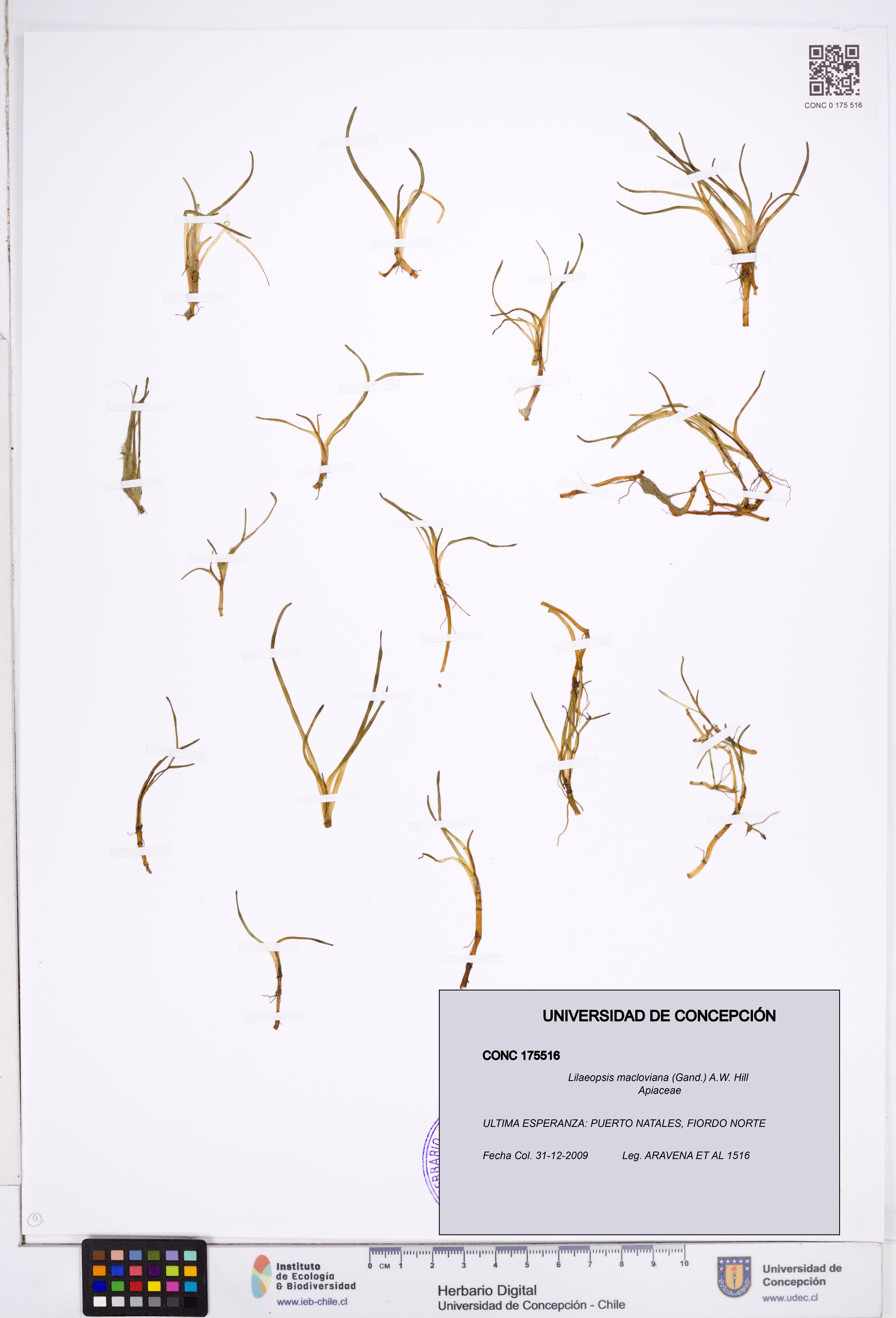 Lilaeopsis macloviana [Espécimen: ]