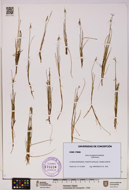 Carex microglochin [Espécimen: UDEC:CONC:0175520]
