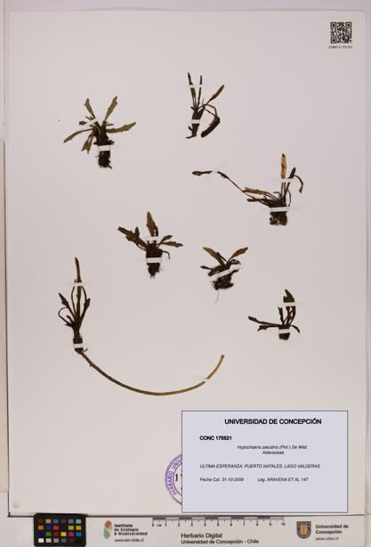 Hypochaeris palustris [Espécimen: UDEC:CONC:0175521]