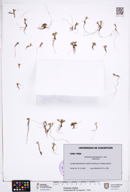 Abrotanella submarginata [Espécimen: ]